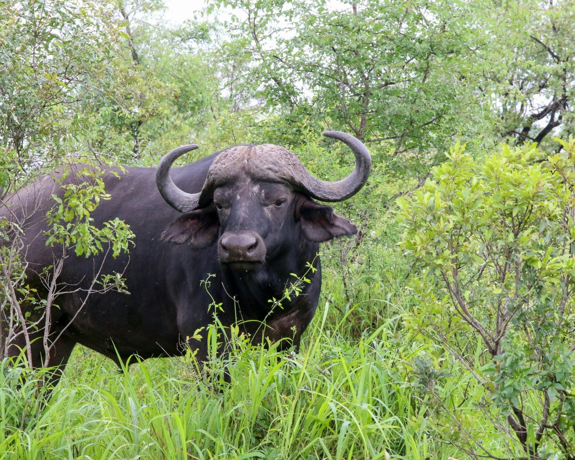 Buffalo Grill - Photo 3